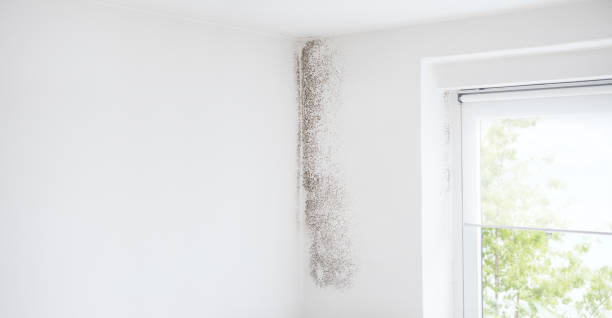 Best Biohazard Mold Removal  in Penn Valley, CA