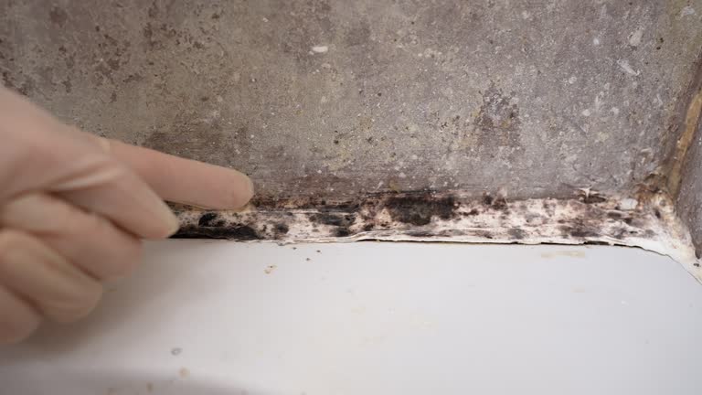Best Attic Mold Removal  in Penn Valley, CA