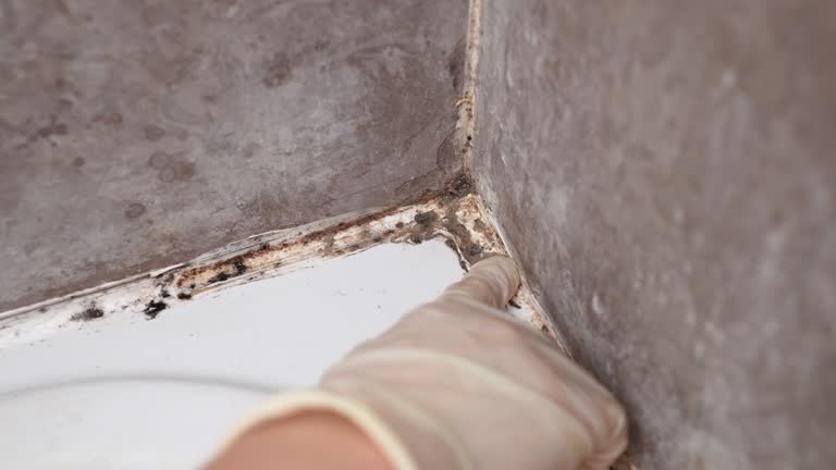 Best Mold Removal for HVAC Installations  in Penn Valley, CA